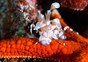 Raja Ampat 2019 - DSC08336_rc - Harlequin shrimp - Crevette arlequin - Hymenocera elegans
